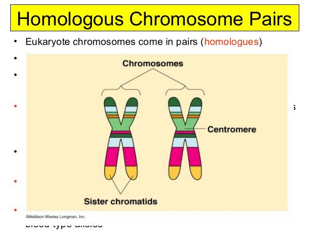 Chromosomes To prepare for cell division, chromosomes duplicate (replicate) Each replicated chromosome has two sister chromatids that are identical and are joined by a centromere.