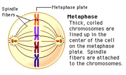 Metaphase IPMAT Chromosomes line up in