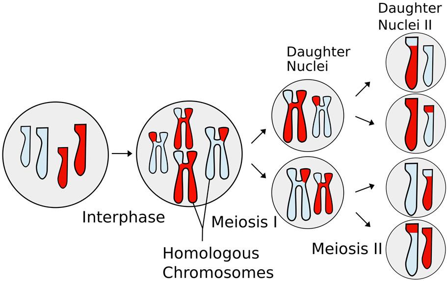 Meiosis Prophase I IPMAT Same as Mitosis Prophase