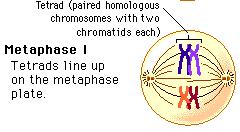 Mitosis Metaphase Difference: