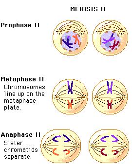 Meiosis II Mitosis vs.