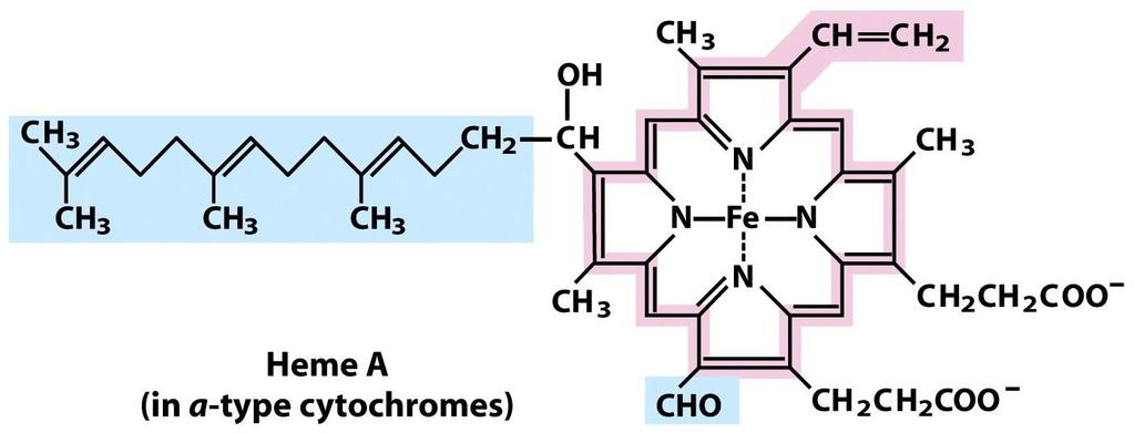Cytochromes Membrane or soluble heme-containing protein Heme a tetrapyrrol binding an iron ion