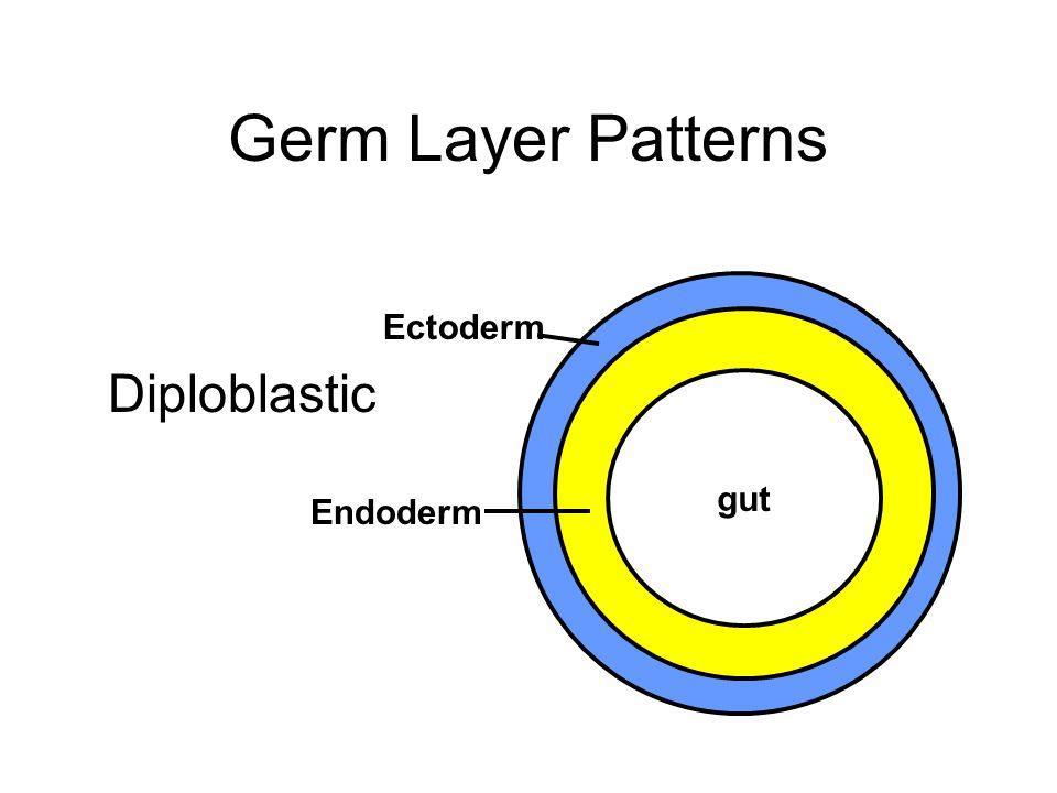 B. Diploblastic Two germ layers: