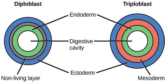 C. Triploblastic: three germ layers Mesoderm grows between the ectoderm and