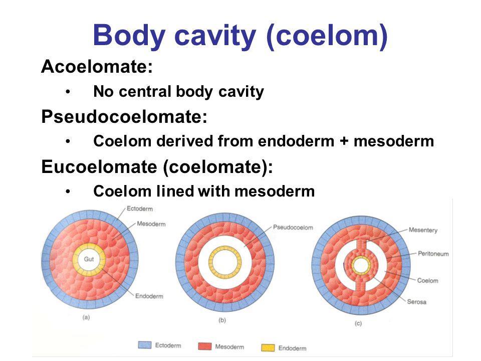 B. Pseudocoelomates: false coelom Have a body cavity between endoderm and mesoderm layers No muscle