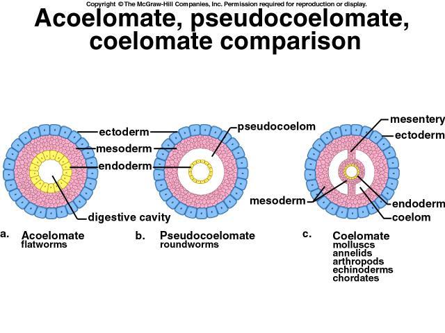 C. Coelomates: true coelom Have a body cavity located between the mesoderm of the body wall and the new layer of