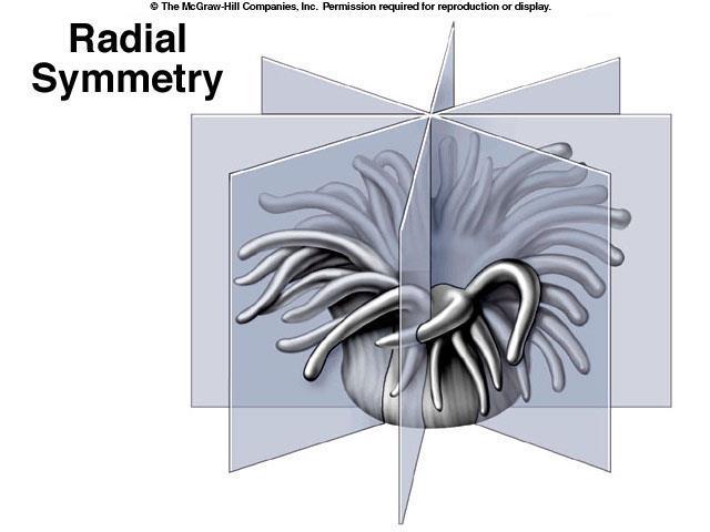A. Radial Symmetry Can be divided into many