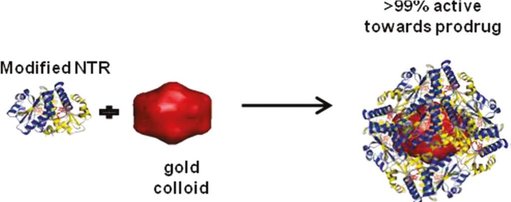 Colloidal Gold: Drug Delivery* Base particle Size 51 nm Zeta potential - 52 mv NfnB ~ 5 nm Combined ~ 60 nm less ordered more ordered Colloidal Gold Modified with a Genetically