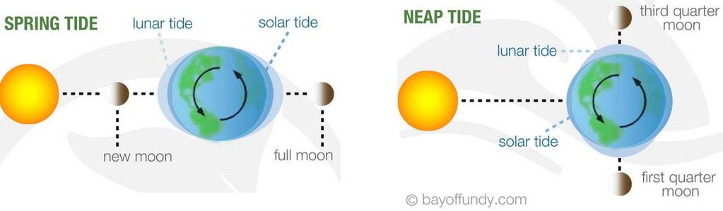 When the gravitational effects of the sun and the moon pull in the same direction (at a new moon and a full moon), their combined forces produce what is called a spring tide.