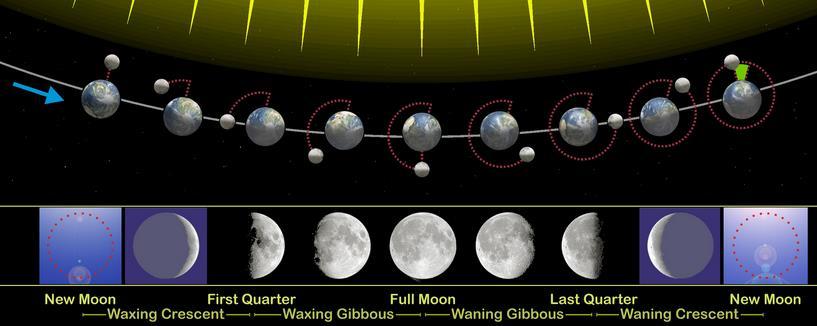 Phases, Eclipses, and Tides Motions of the Moon The moon revolves around Earth and also rotates on its own axis.