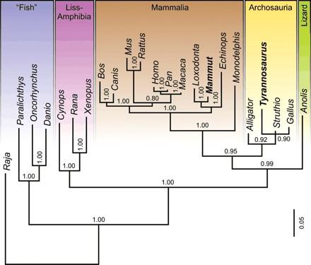 Molecular Phylogenetics of