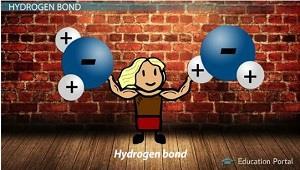 Hydrogen bond Primary valence bond between H and O Weaker than primary valence bond, but much stronger