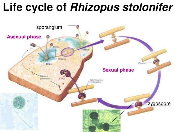 into 5 phyla based on their spore producing structures PHYLUM ZYGOMYCETES - includes black bread mold - Asexual Reproduction : ascending hyphae called sporagiosphores produce sporangiospores in