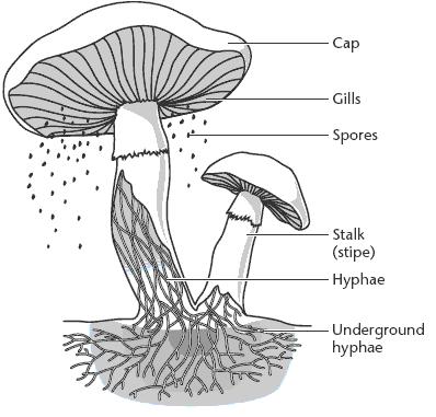 includes mushrooms, puffballs, bracket fungi rust, smuts - 4 spores called are produced sexually on the surface of club-like structures called - basidia