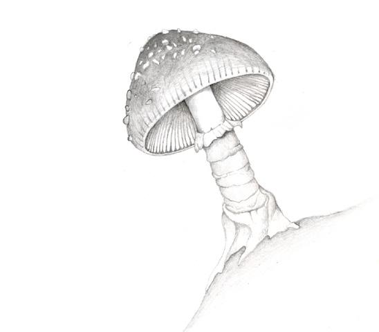 Mushroom Anatomy Name: Background: Believe it or not, whenever you eat mushrooms you are eating fungi. Mushrooms are in a group of fungi commonly referred to as club fungi.
