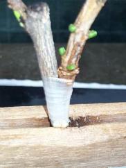 Technology to Reproduce Plants Grafting a technology to reproduce plants that involves attaching