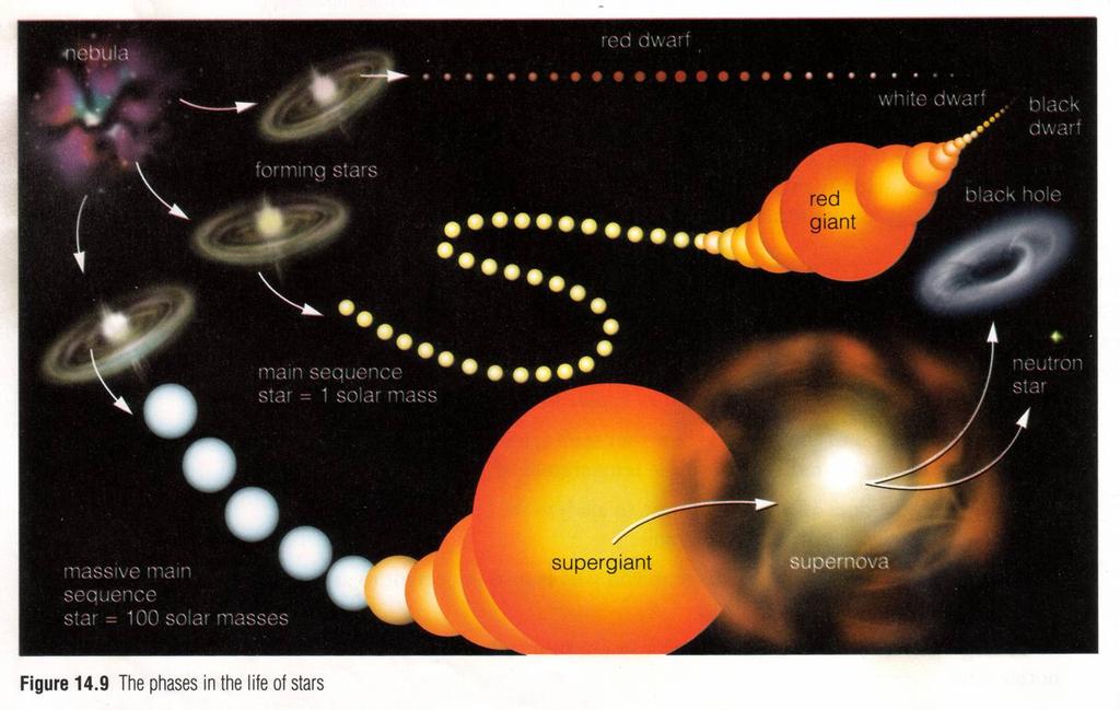 LOW MASS STARS (RED DWARFS) Low mass means gravitational pressure... core does not consume hydrogen very hot material escapes after about billion years they become.