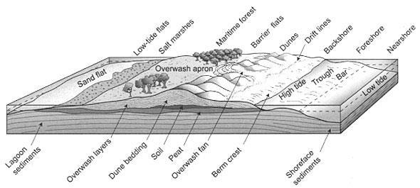 The Shoreface (the lower beach) From the shoreline to a water depth of