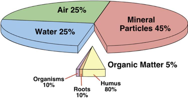 Soil 4 major components Mineral matter 45% Organic matter (humus) 5% Water 25% Air 25% Soil texture - type