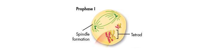 Prophase I The cells begin to divide, and the chromosomes pair up,