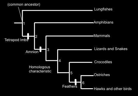 Complete the table below, based upon the cladogram above, by placing an X in the box if the organism demonstrates the trait.