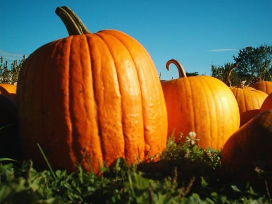Pumpkin is the common name for the species Cucurbita pepo. Use this information and the pictures above to answer the following questions. a. What genus does the pumpkin be
