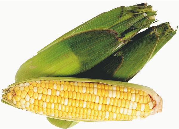Classifying and Naming Plants MAIZE is commonly referred to as corn in the United States.