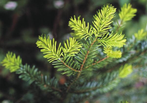 Most gymnosperms reproduce using a structure called a cone. Conifers, ginkgo, and cycads are gymnosperms. Conifers are gymnosperms that produce cones.