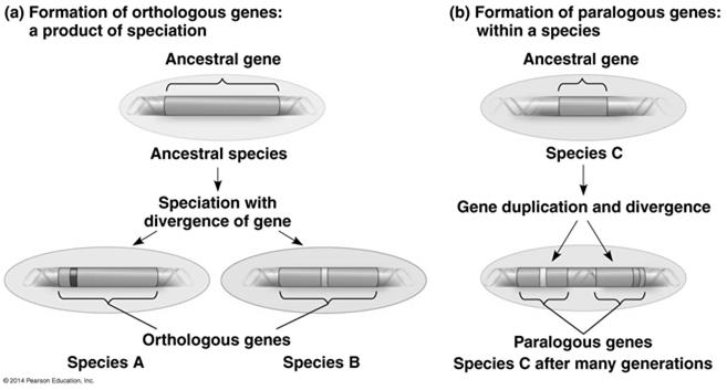 Genome Evolution Orthologous genes are widespread and extend across many widely varied species The widespread consistency in total gene number in organisms of varying complexity indicates that genes