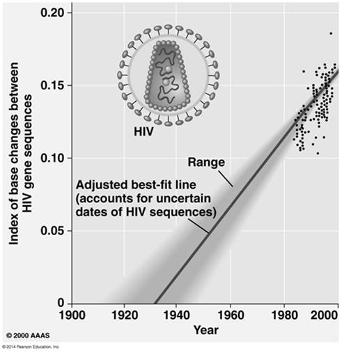 The Origin of HIV: Applying a Molecular Clock Phylogenetic analysis shows that HIV is descended from viruses that infect chimpanzees and other primates A comparison of HIV samples from throughout the