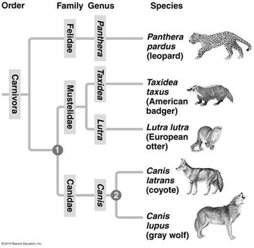 Linnaean classification and phylogeny can differ from each other systematists have proposed the PhyloCode, which recognizes only groups that include a common ancestor and all its descendents 11 A