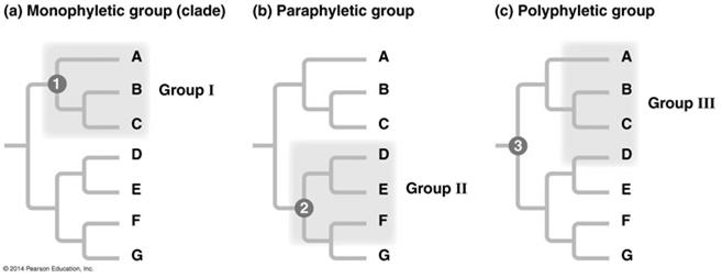 Cladistics Cladistics groups organisms by common descent Clades can be nested within larger clades, but not all groupings or organisms qualify as clades A valid clade is monophyletic signifying that