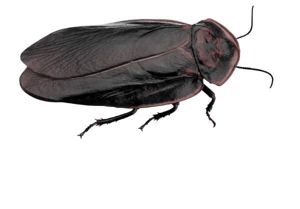 Cockroaches are ancient insects that have been around for millions of years. Cockroaches can be found inside buildings and homes.