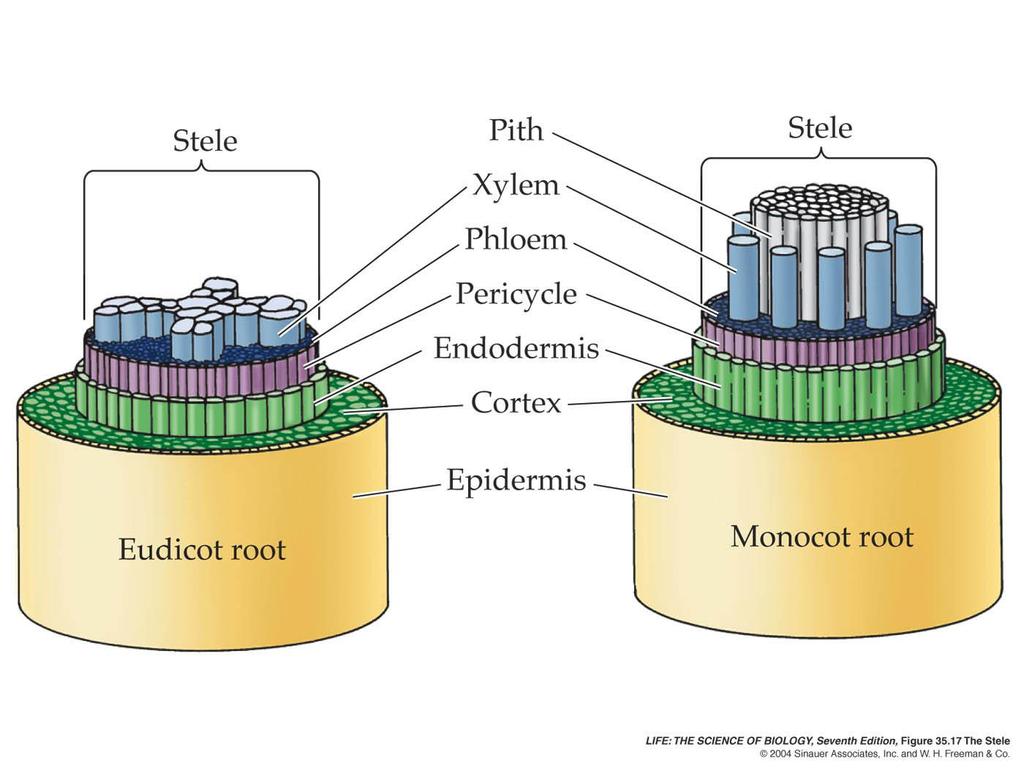 Root Structure (Monocot vs Eudicot) Eudicots have their xylem centrally located usually in an X formation.