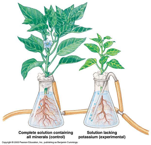 The essential nutrient of plants A. Hydroponics i. Can be used to determine essential nutrients ii. Grow plants in a solution (NO soil) of minerals with known concentration iii.