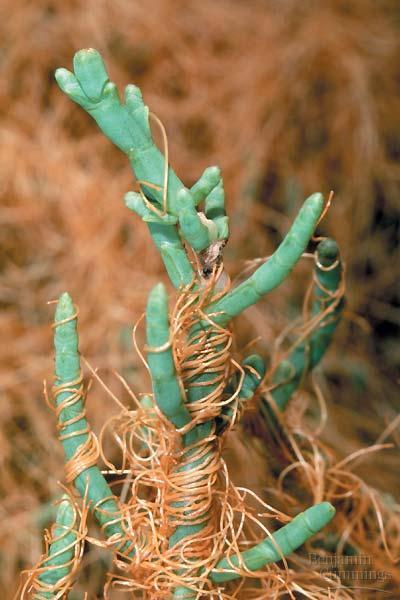 Parasitic plants A. Dodder i. yellow-orange threads ii. No photosynthesis iii.