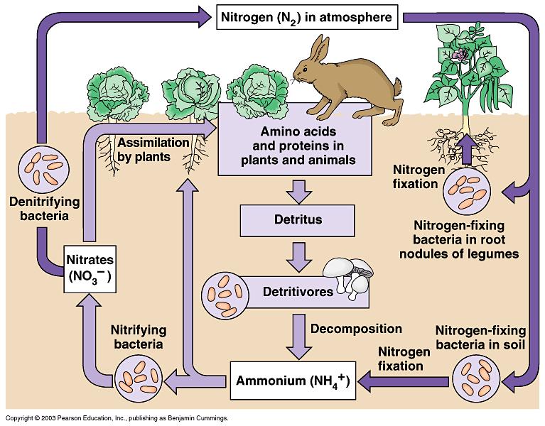 Plants depend on bacteria for N 2 A. Recall the nitrogen cycle i. Plants can t use N 2 (N N) ii.