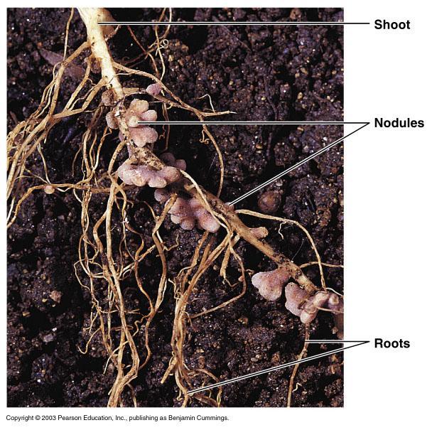 Legumes house nitrogen-fixing bacteria A. Legumes (plants produce pods) i.