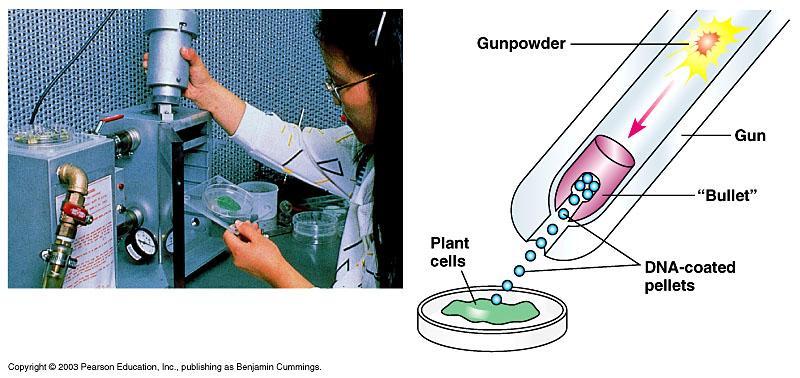 Genetic engineering plants A. Gene gun i.