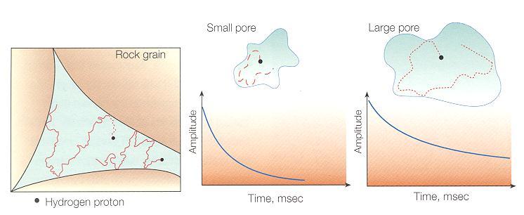 grain surface is higher in small pores than in larger pores. The result is a more rapid relaxation rate in the small pores. Figure 6.