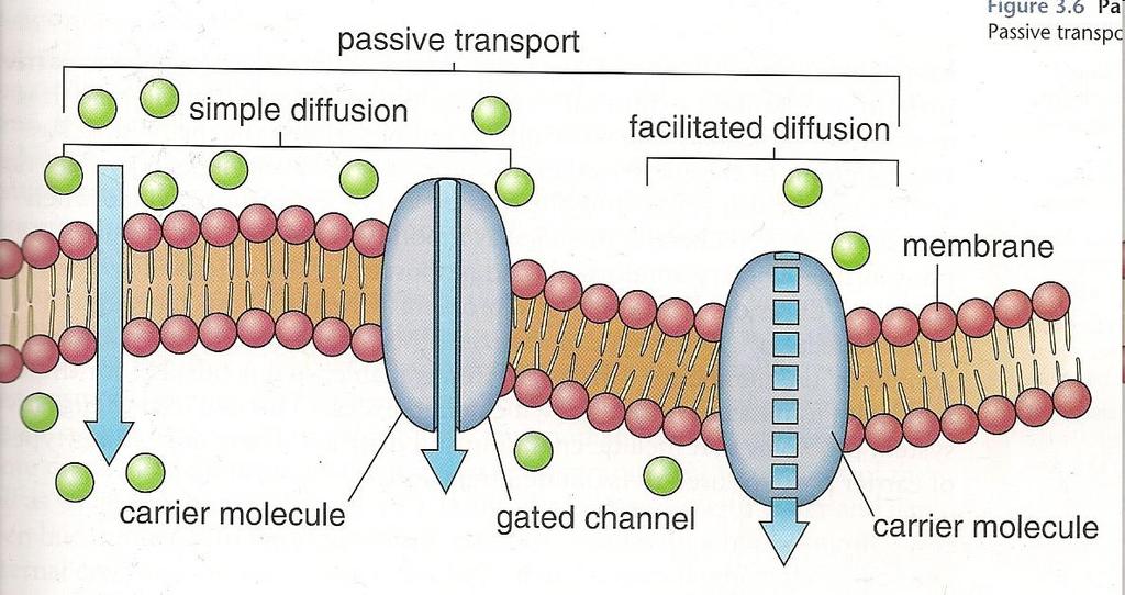 Passive Transport Membrane diffusion relies on the fact that certain particles can pass through a membrane. Why?
