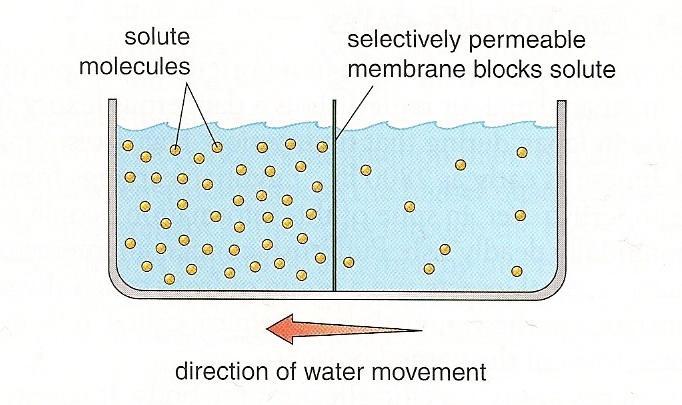 Passive Transport Osmosis: the