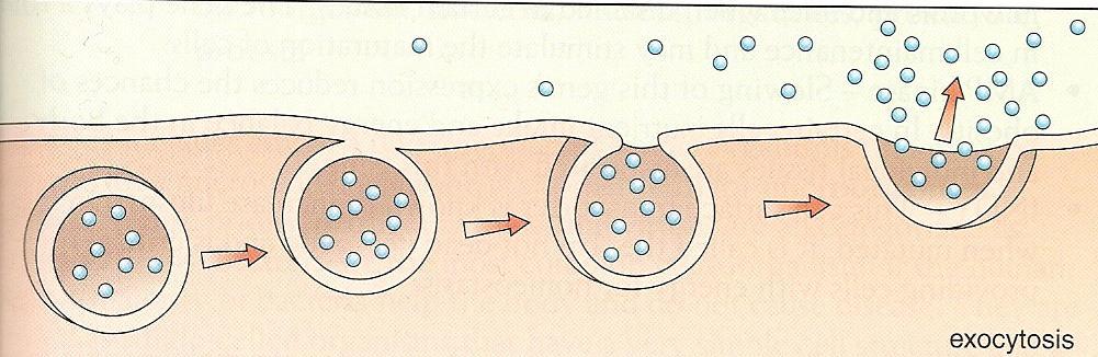 Active Transport Exocytosis: removes large amounts of molecules OUT of the