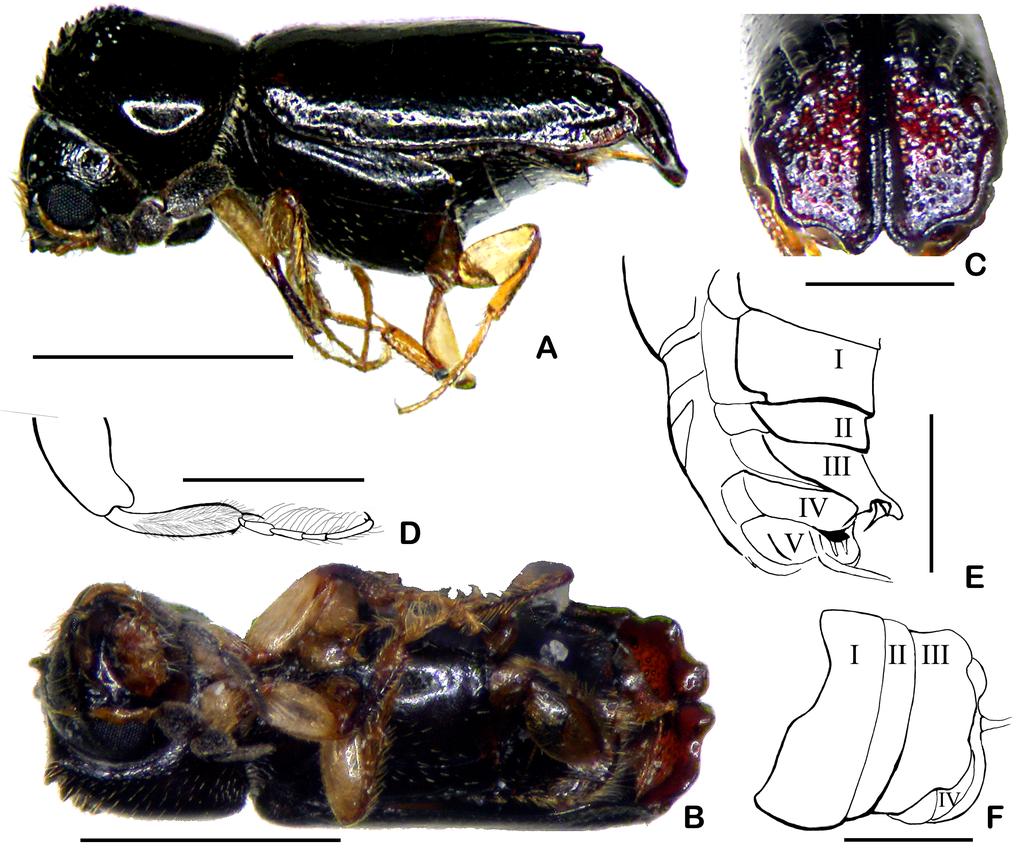 LIU L.-Y. et al., A new genus of bostrichid beetle Allotype THAILAND: 1 (NHML[E]/2013-96), same data as for the holotype.