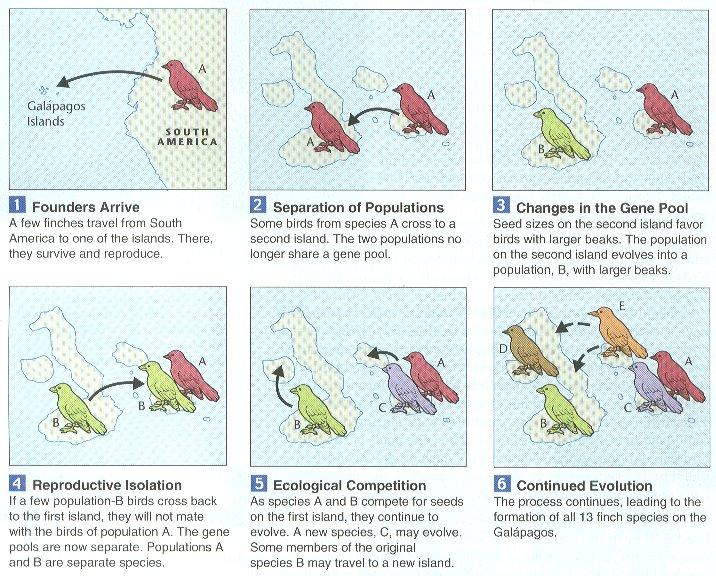 Geography- Darwin realized that finches found on Galapagos