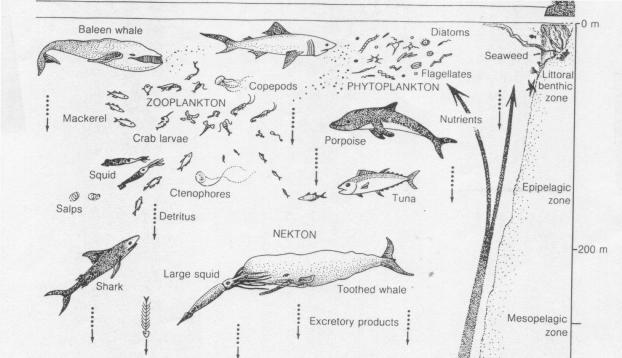 The Ocean Food Web Plant, animal and bacterial populations are dependent on the flow of energy and the recycling of