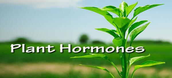 Plant Hormones Lecture 9: Control Systems in Plants What is a Plant Hormone?