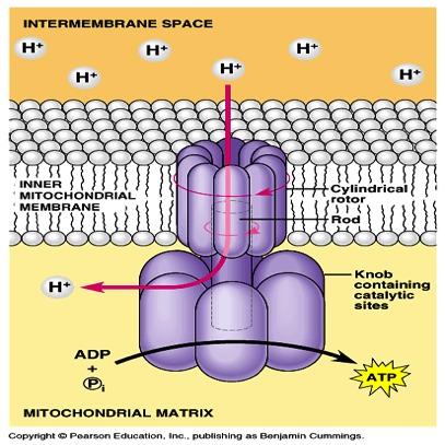 Oxidative Phosphorylation Most ATP generated this way ATP Sythase uses