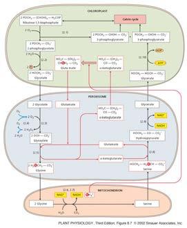 Photorespiratory cycle: For this class let s just say it is a way for plants to recover