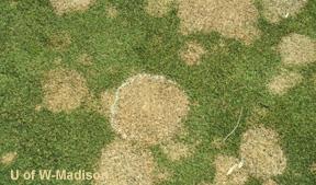 Other diseases of Group 1 basidiomycetes: Turf diseases: Red thread Gray snow mold 2 nd Group: